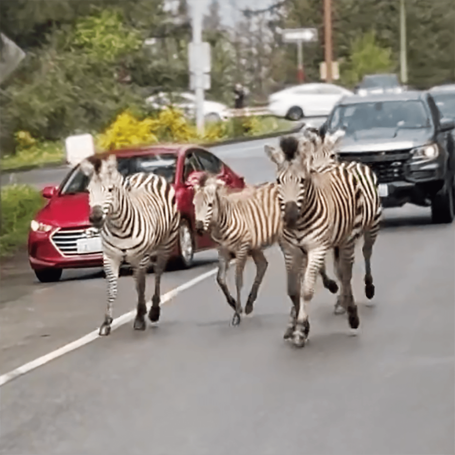 Police and public capture runaway zebras in Washington state, but one is still missing