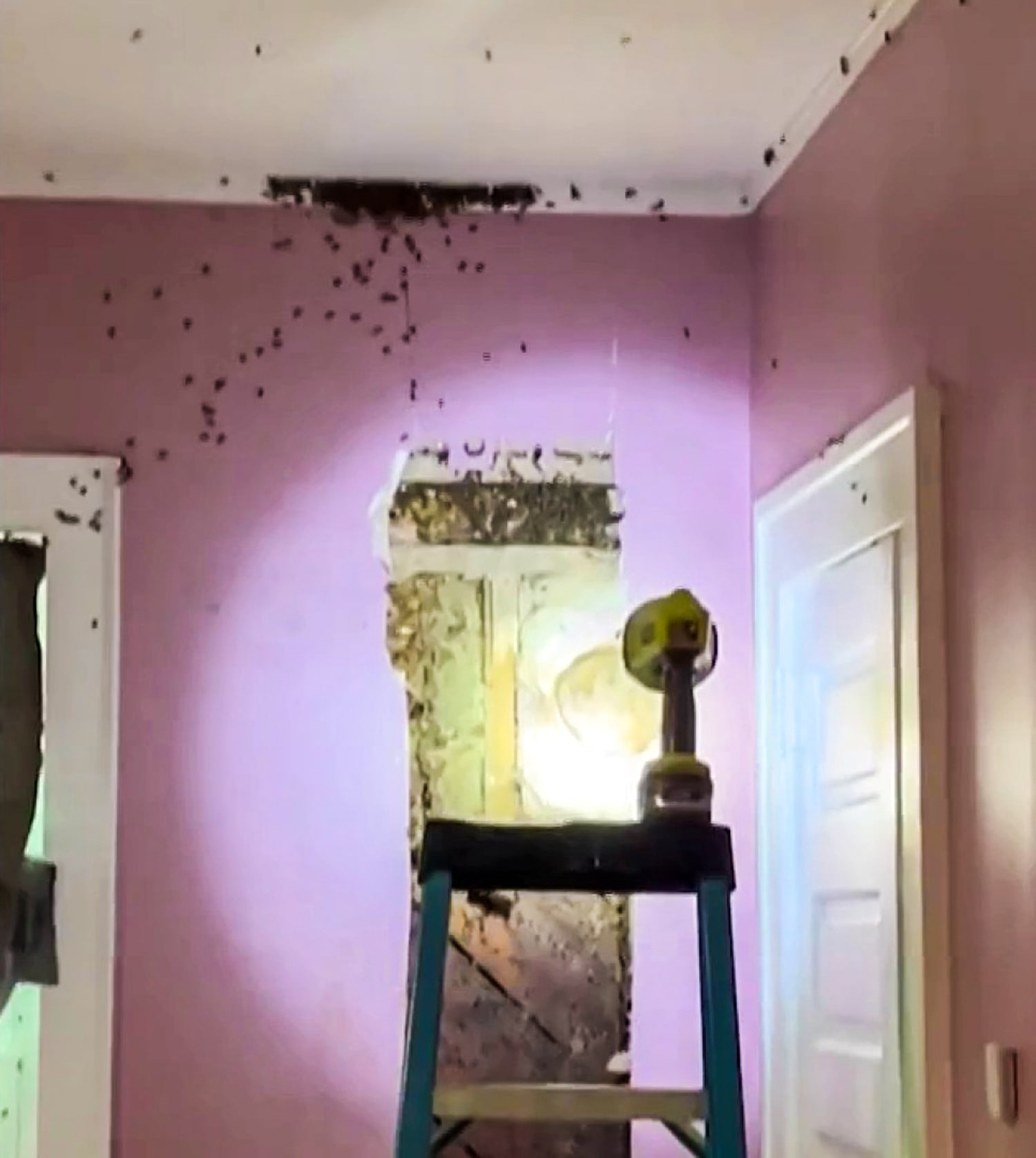 What's that noise in the wall? A toddler's 'monster' actually a hive of 50,000 bees