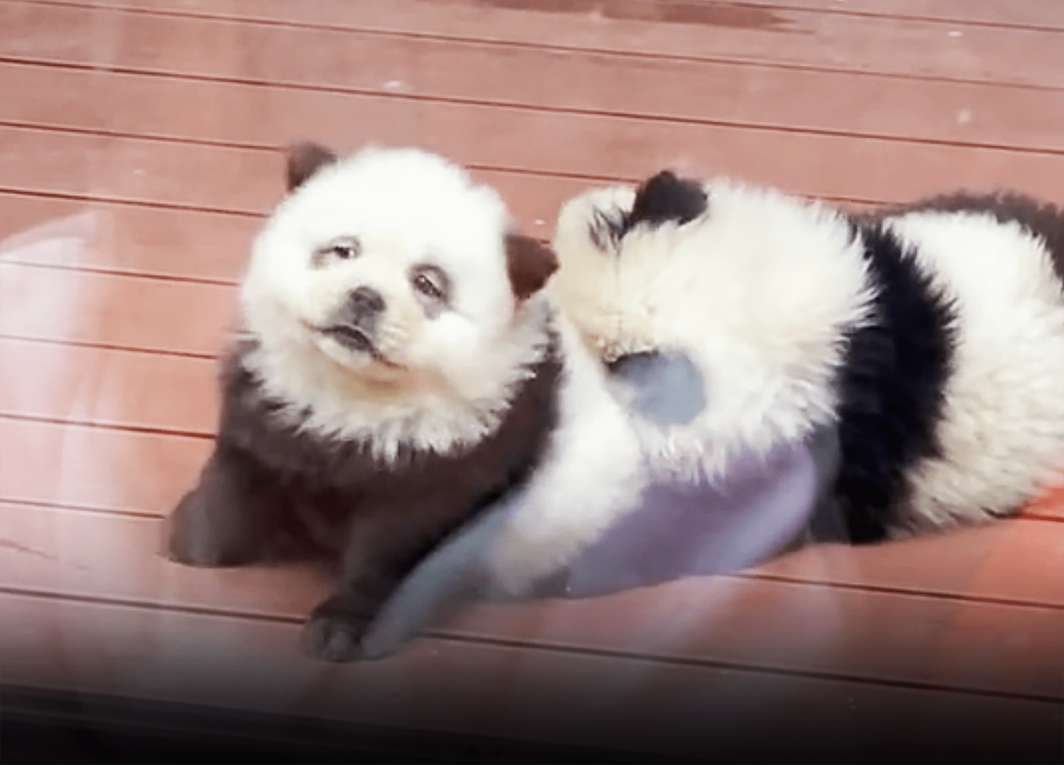 Do these look like pandas to you? Chinese zoo under fire for painting dogs black and white
