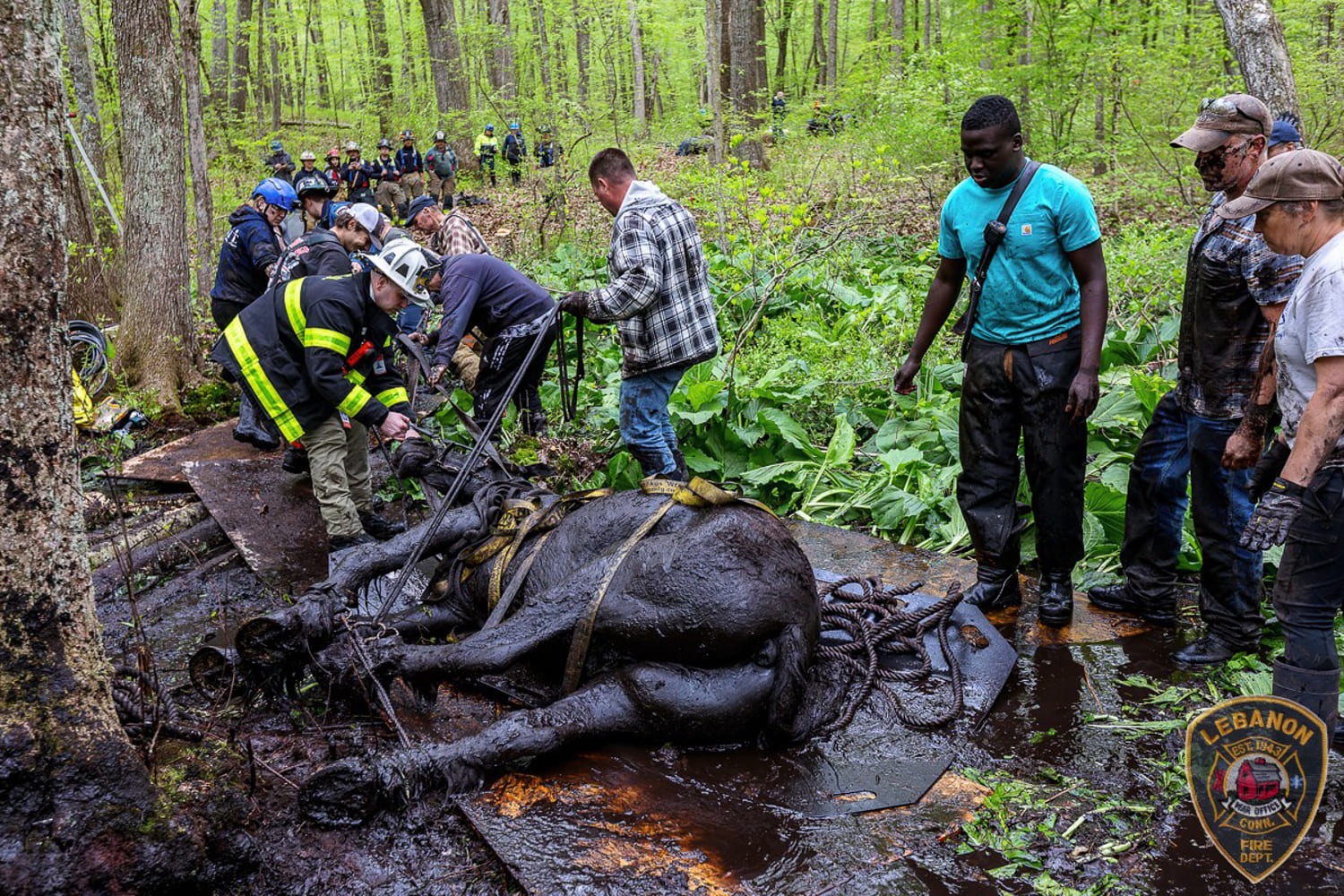 40 people work to free two horses stuck in mud for hours in Connecticut