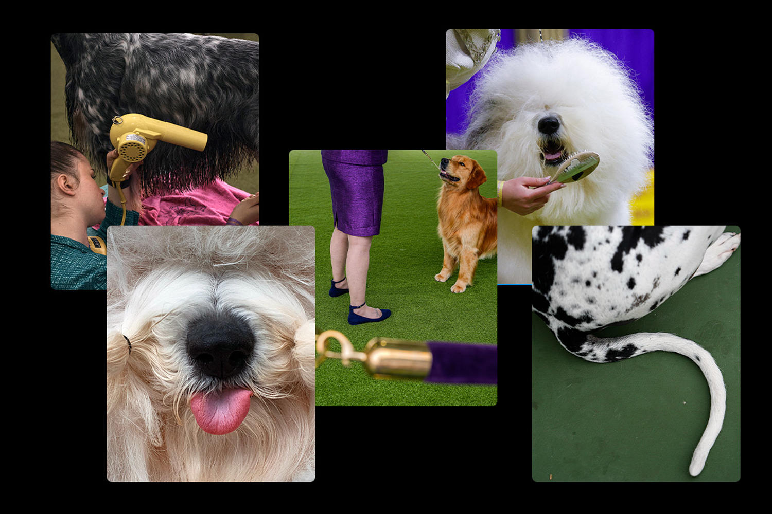 Westminster dog show 2024: No bones about it, these top dogs are ready to show off their stuff 