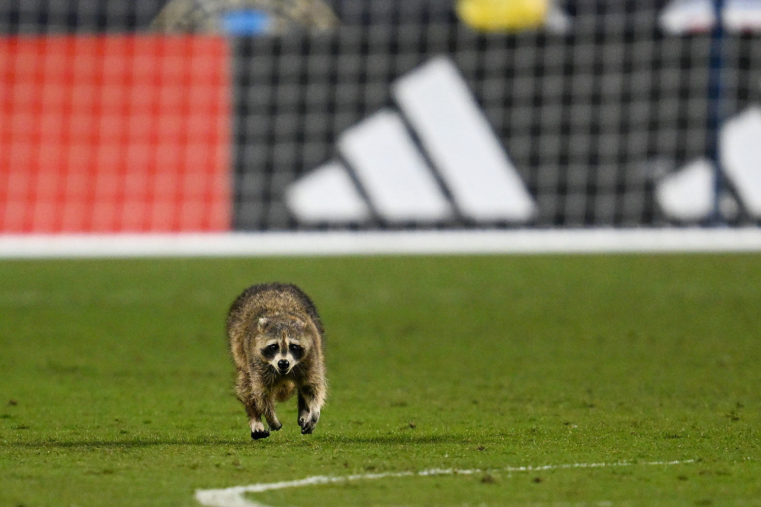 Raccoon invades field and dodges trash can-wielding officials at soccer game