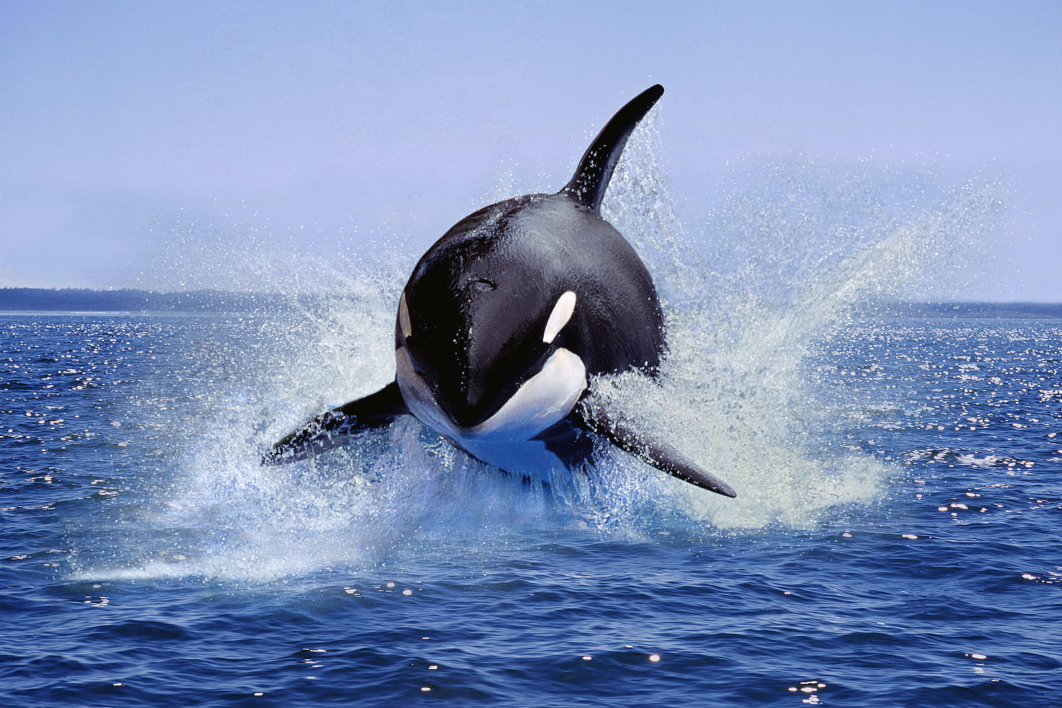 Orcas may be able to make and use tools, with a little kelp from their friends