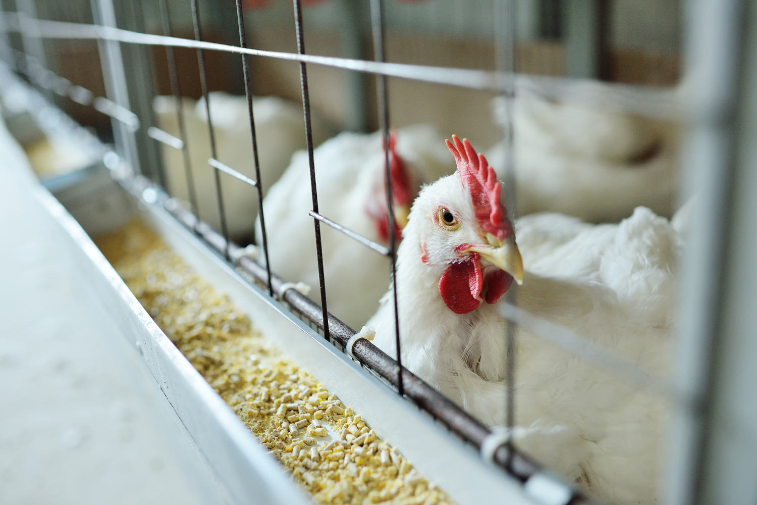 Person hospitalized for bird flu in Missouri had no contact with animals, CDC says