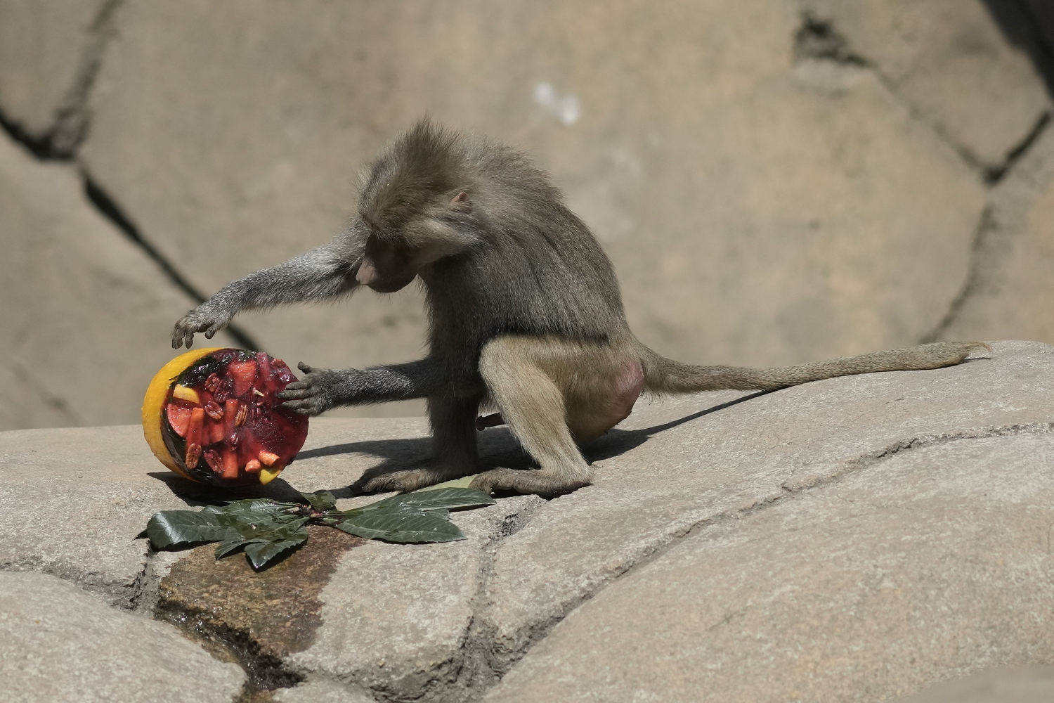 Mexico heat wave sees monkeys dying and lions with popsicles 