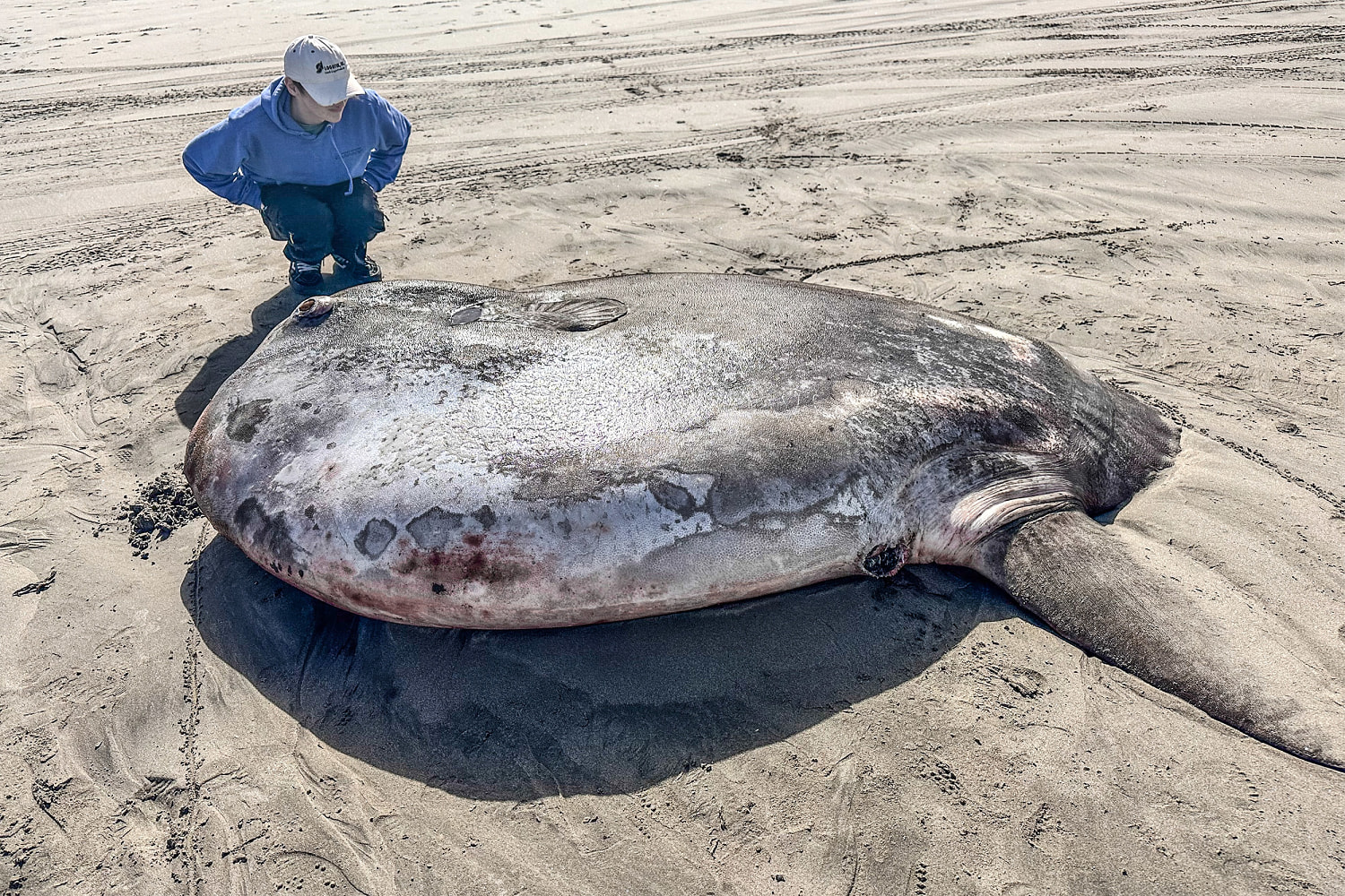 A giant ‘sunbathing’ fish that washed ashore in Oregon turned out to be an unexpected oddity