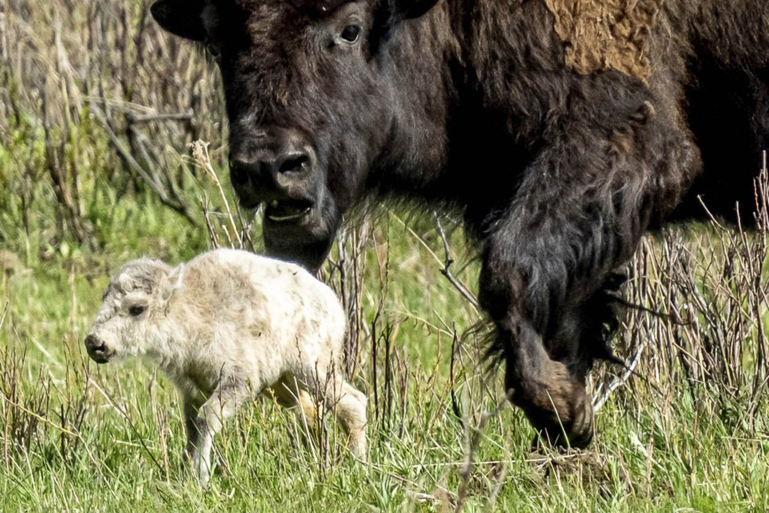 Yellowstone visitors hope to catch a glimpse of rare white buffalo calf