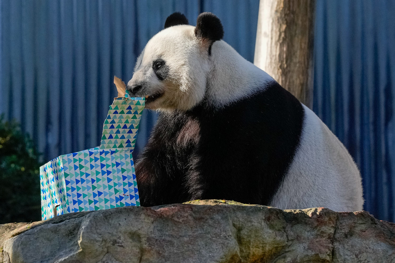 China promises pair of pandas to Australia as relations warm