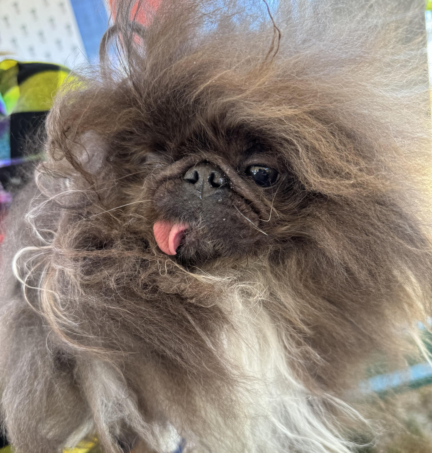 Wild Thang wins the 2024 'World’s Ugliest Dog' contest