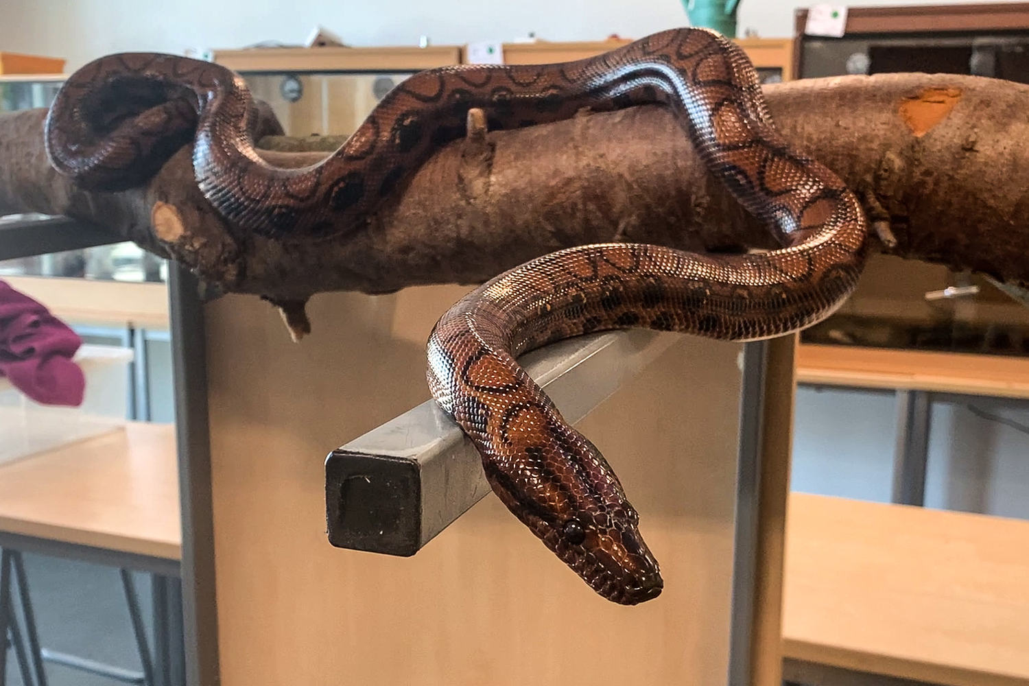 Boa constrictor gives birth to 14 baby snakes after living alone for nearly a decade
