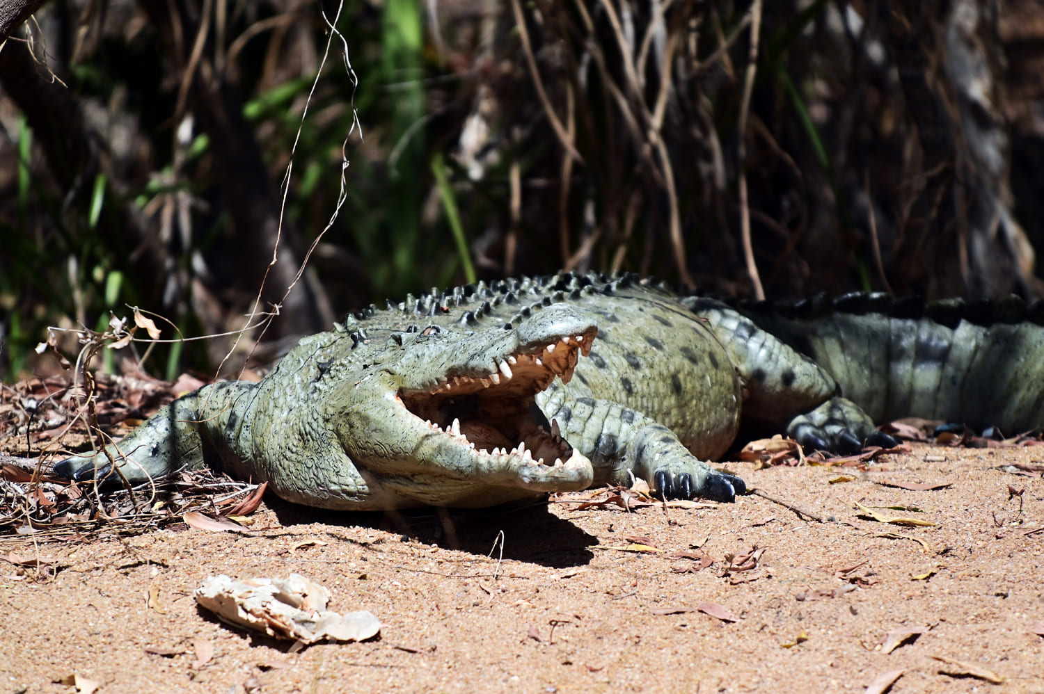 Crocodiles cannot outnumber people in Australian territory where girl was killed, leader says