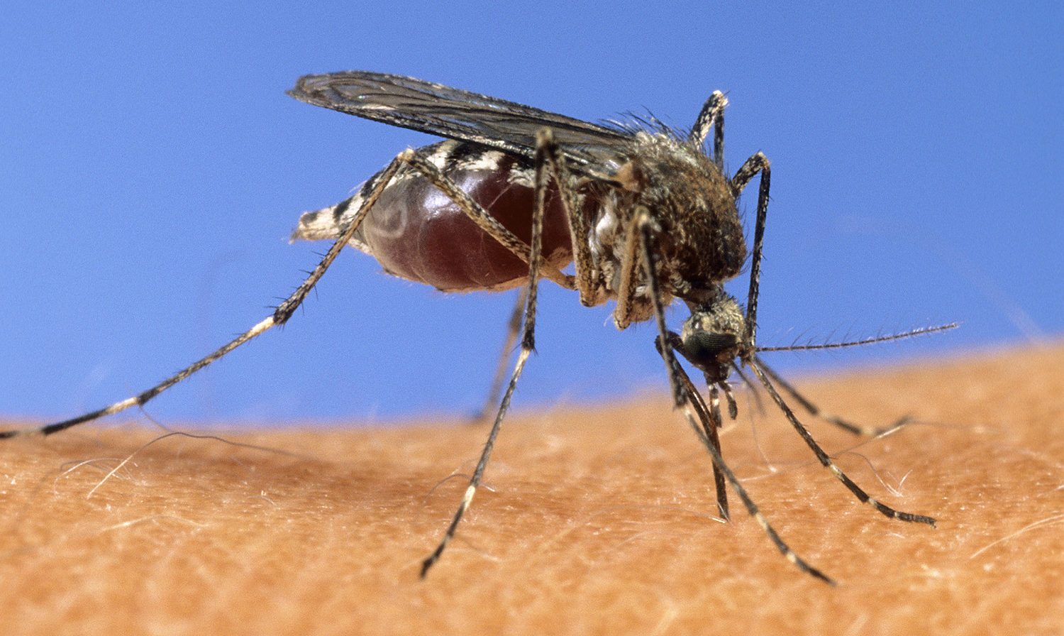 Mosquito season is here — more than a third of states have detected West Nile virus