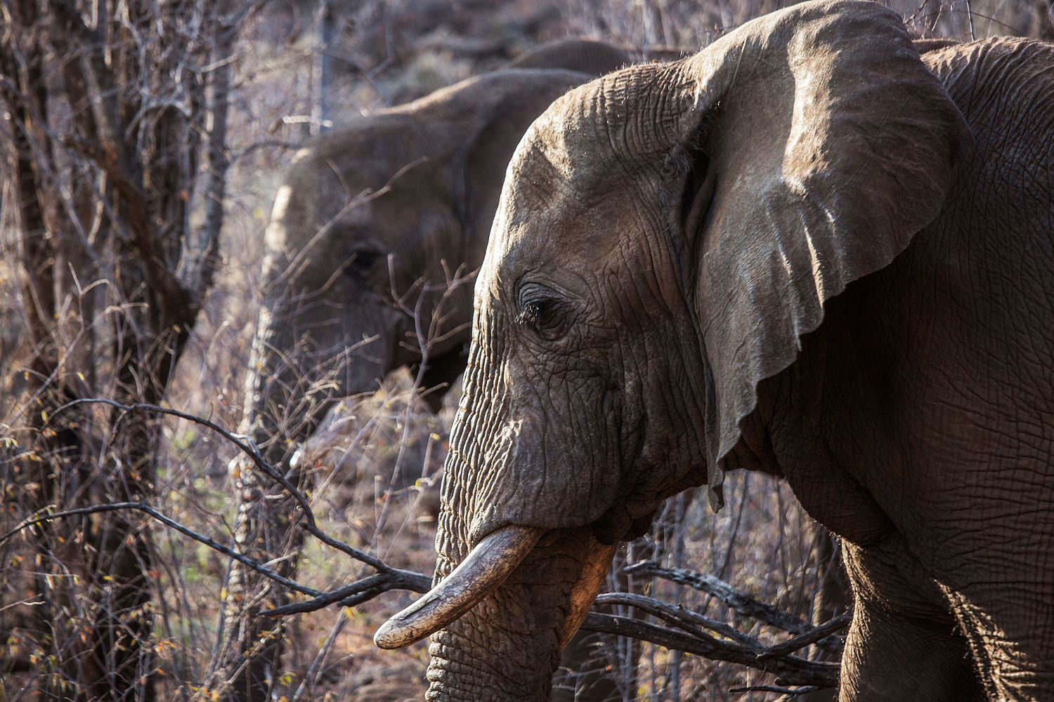 Tourist trampled to death by elephants in South Africa after leaving car to take photos