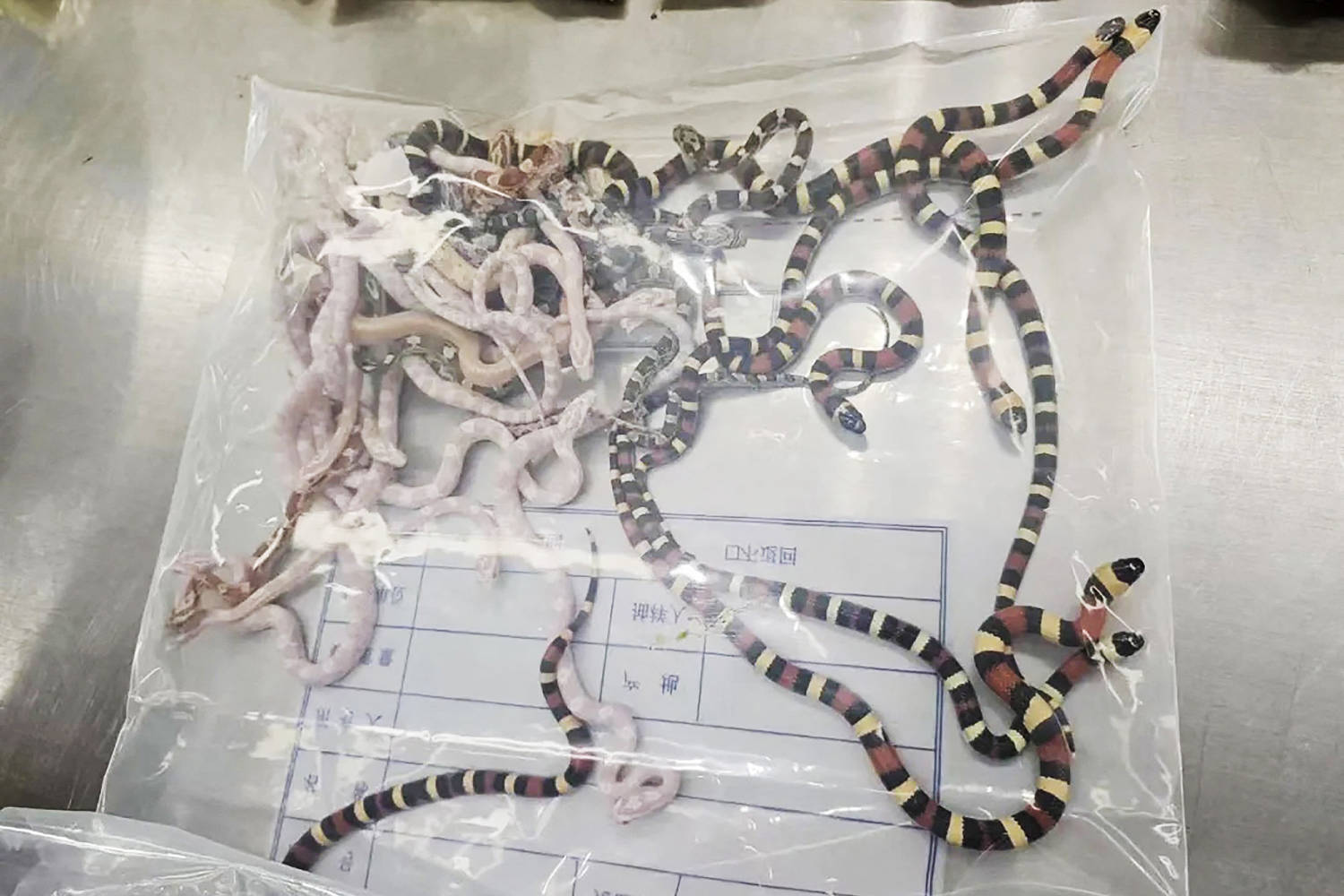 Smuggler is caught with 104 snakes in his pants at the Chinese border