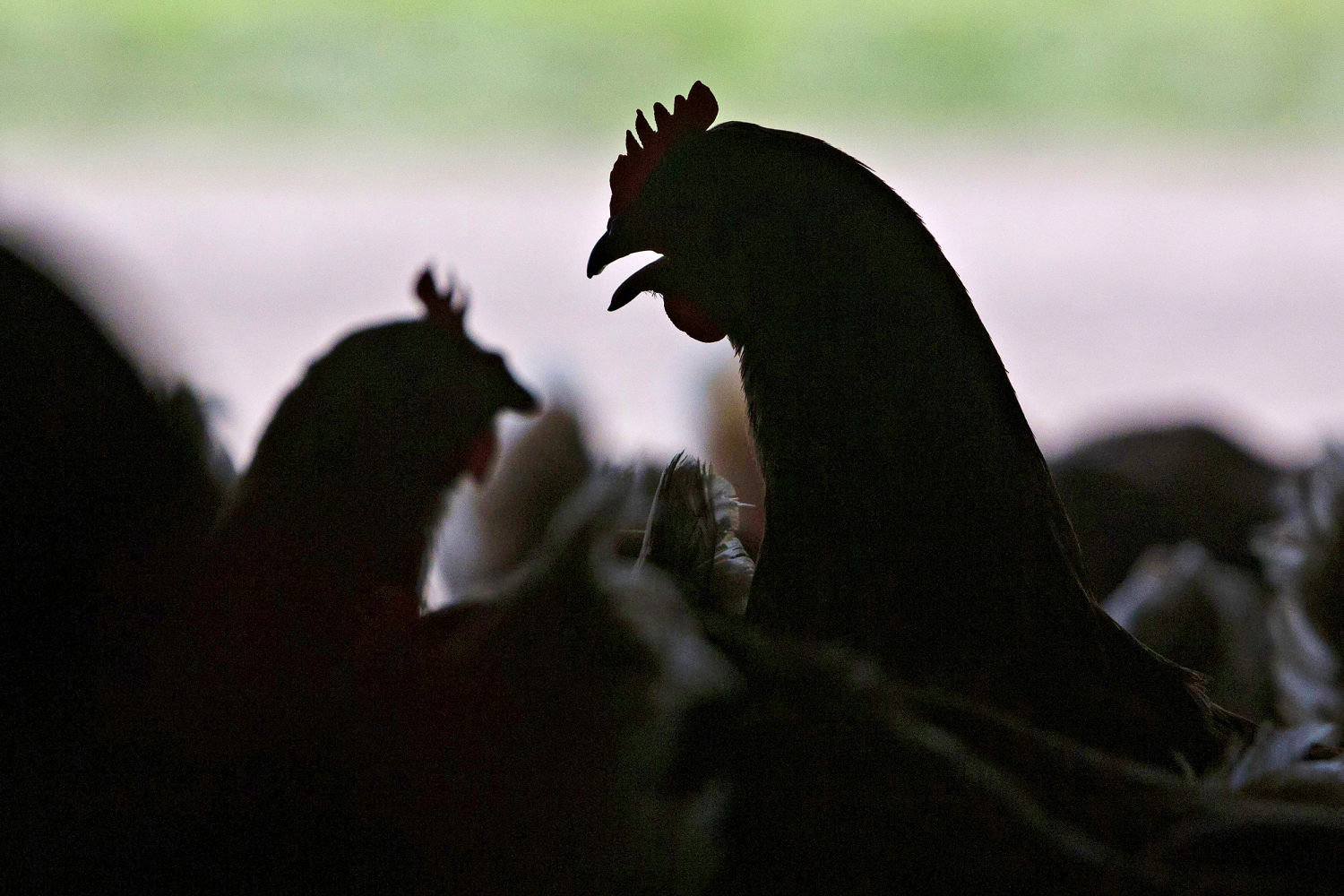 What the 9 human cases of bird flu in the U.S. so far tell us about the disease