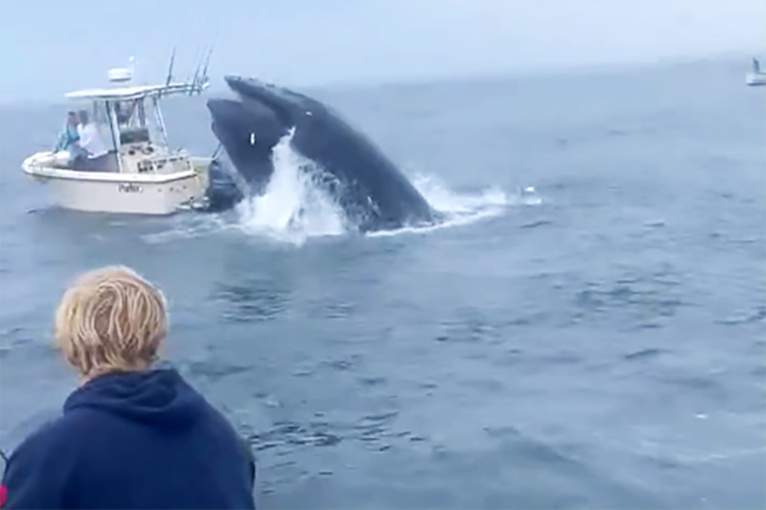 Dramatic video shows whale capsizing boat off New Hampshire coast