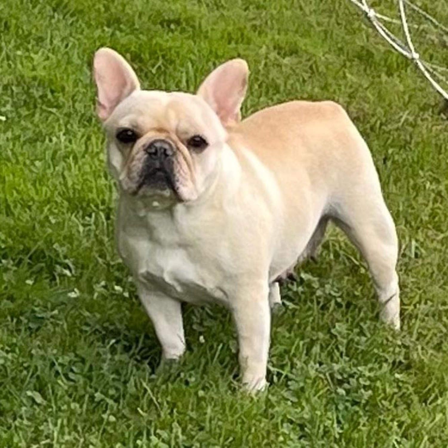 French bulldog died in scorching delivery truck after it was stolen by FedEx driver, authorities say