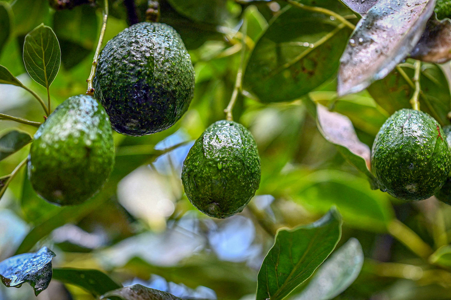 Avocado goldrush links U.S. companies with Mexico’s deforestation disaster