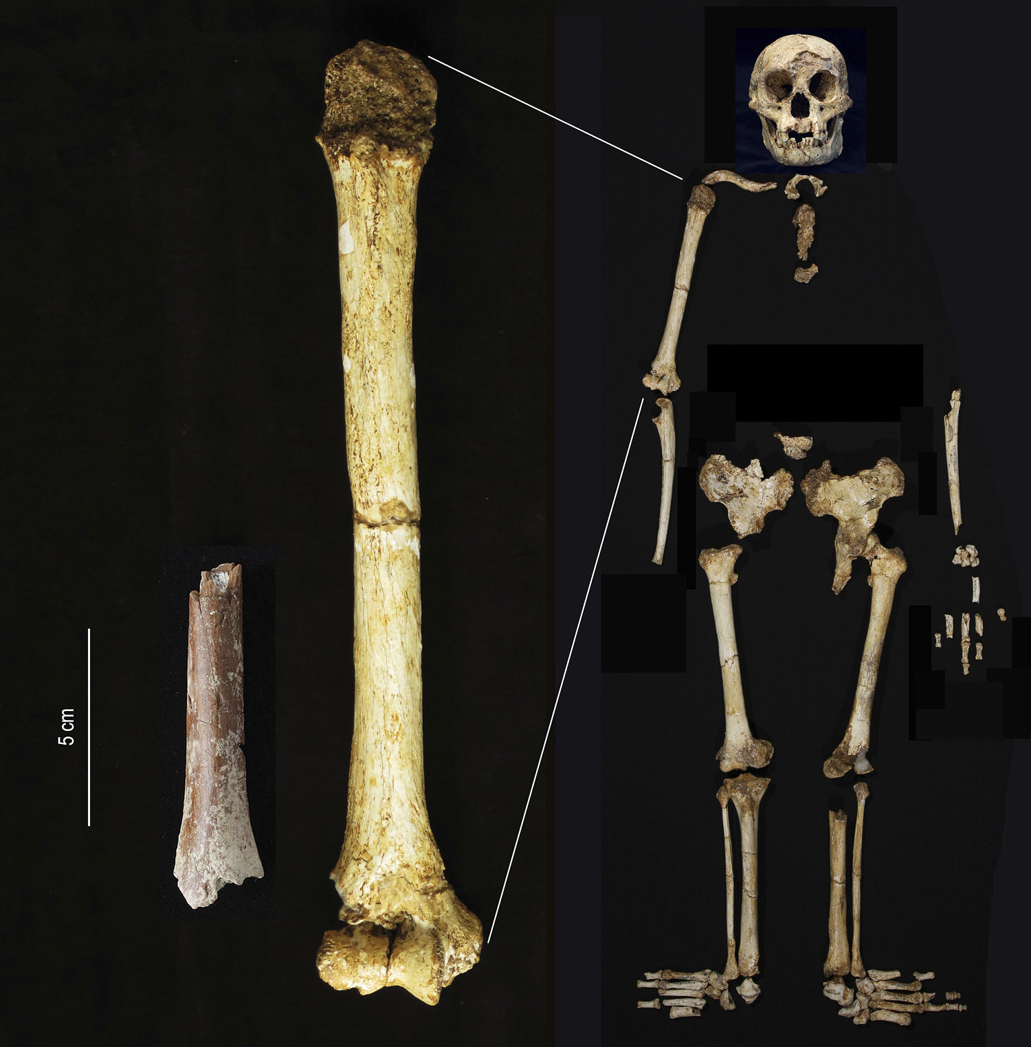 Fossils suggest early human 'hobbits' had ancestors who were even smaller