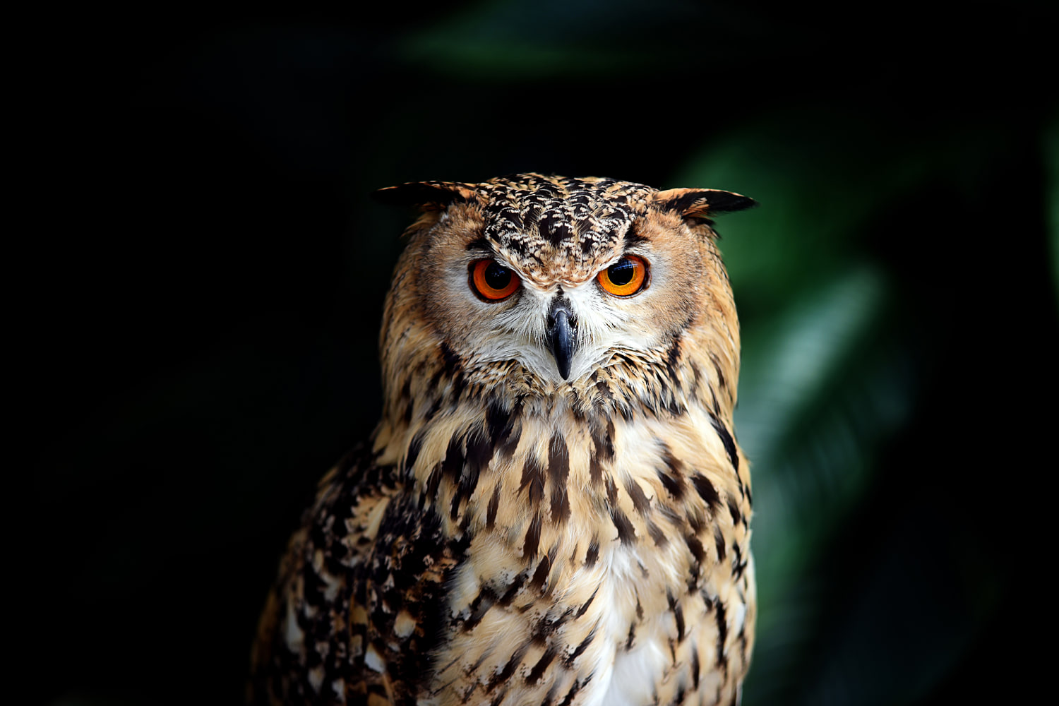 Owl at Minnesota Zoo escapes handler, is then killed by zoo's tiger 