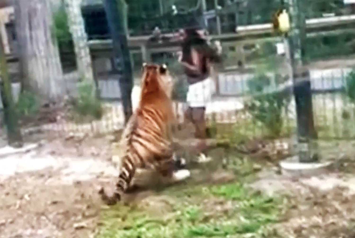 N.J. woman accused of climbing over zoo fence is charged after close call with tiger