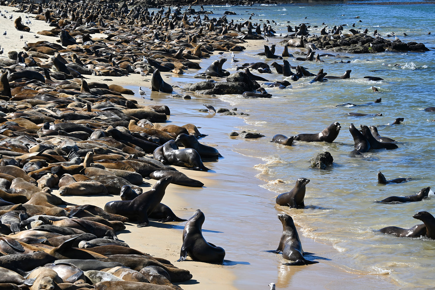 Sea lions take over California beach