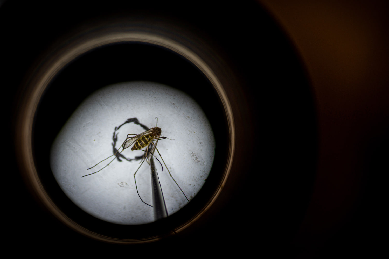 What is West Nile, the virus that sent Dr. Anthony Fauci to the hospital?