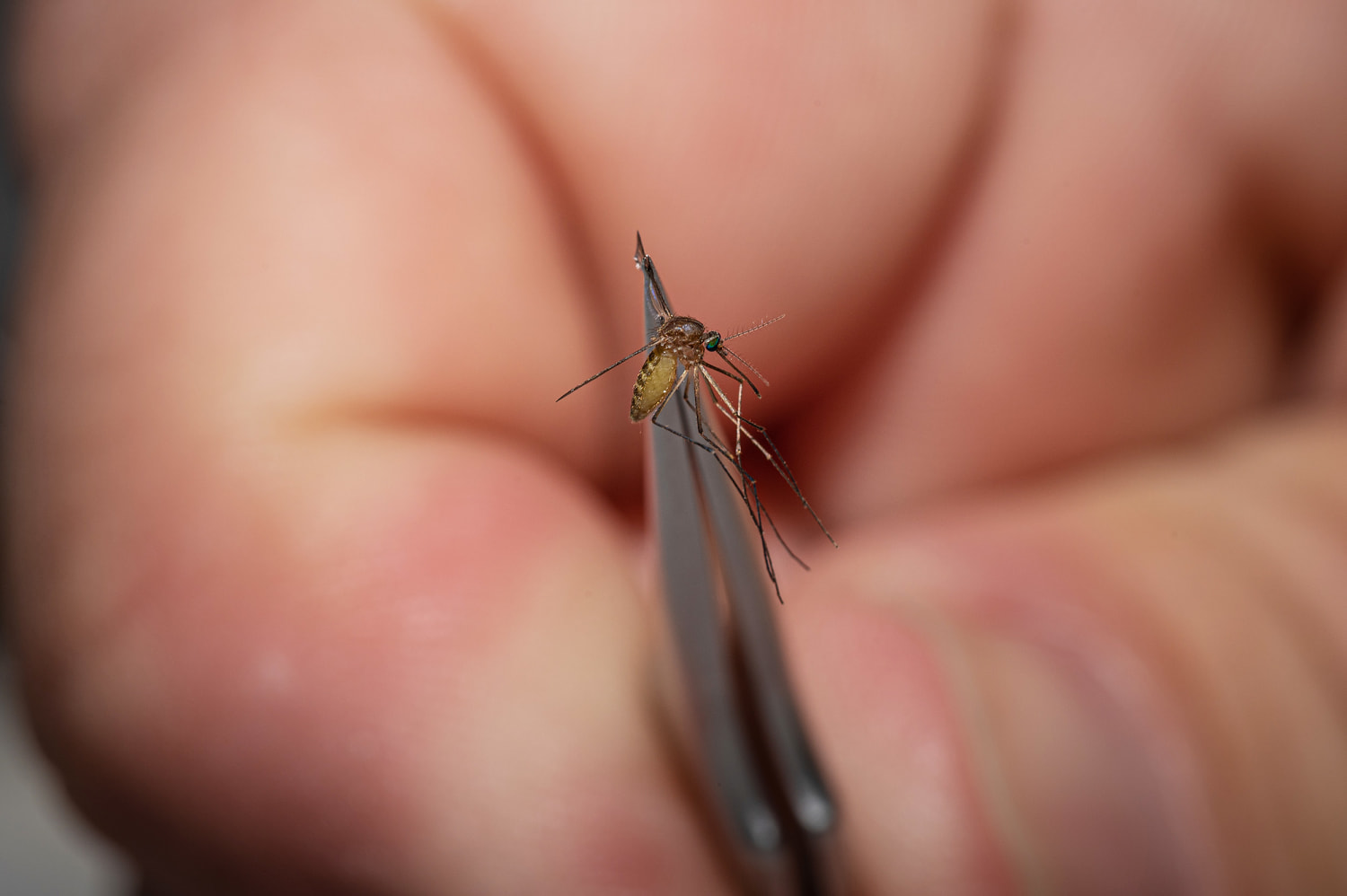 Deadly eastern equine mosquito virus prompts Massachusetts town to close parks after dark