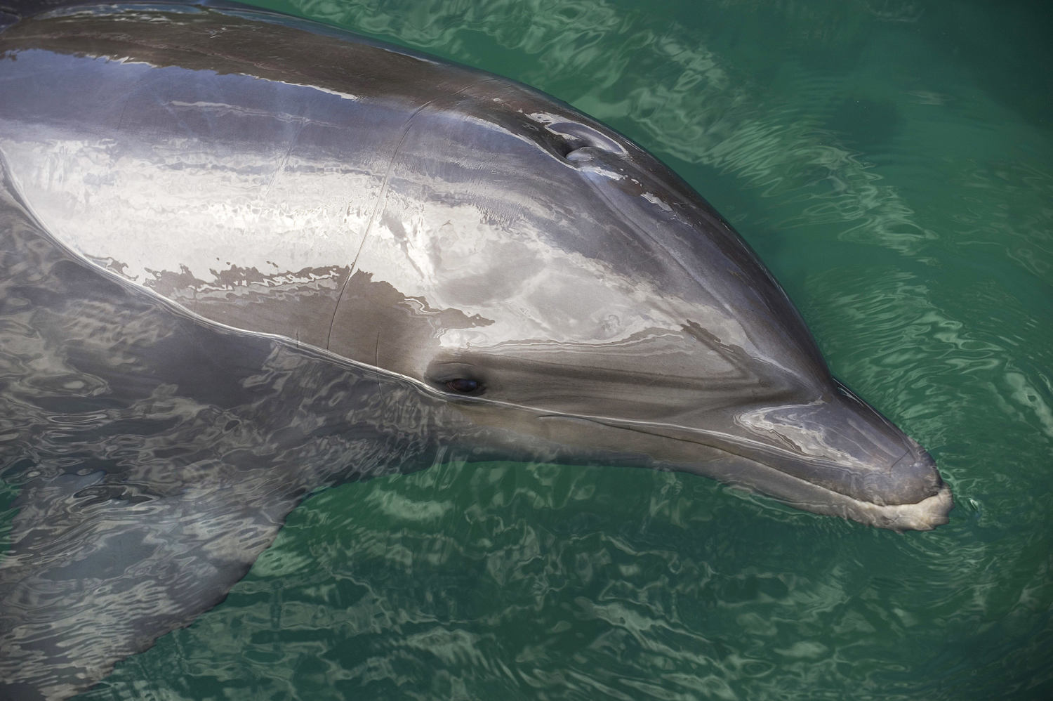 Lonely dolphin may be behind series of attacks on swimmers in Japan