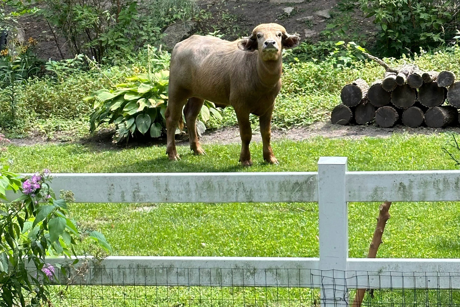 An 'aggressive' water buffalo is on the loose and prowling the streets of Iowa