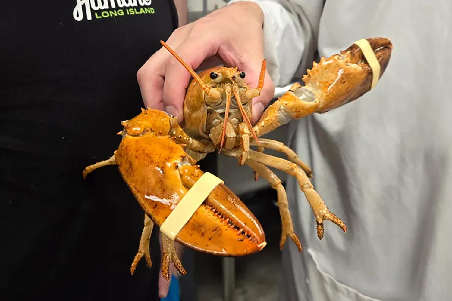 Ultra-rare orange lobster named Clementine rescued from New York grocery store