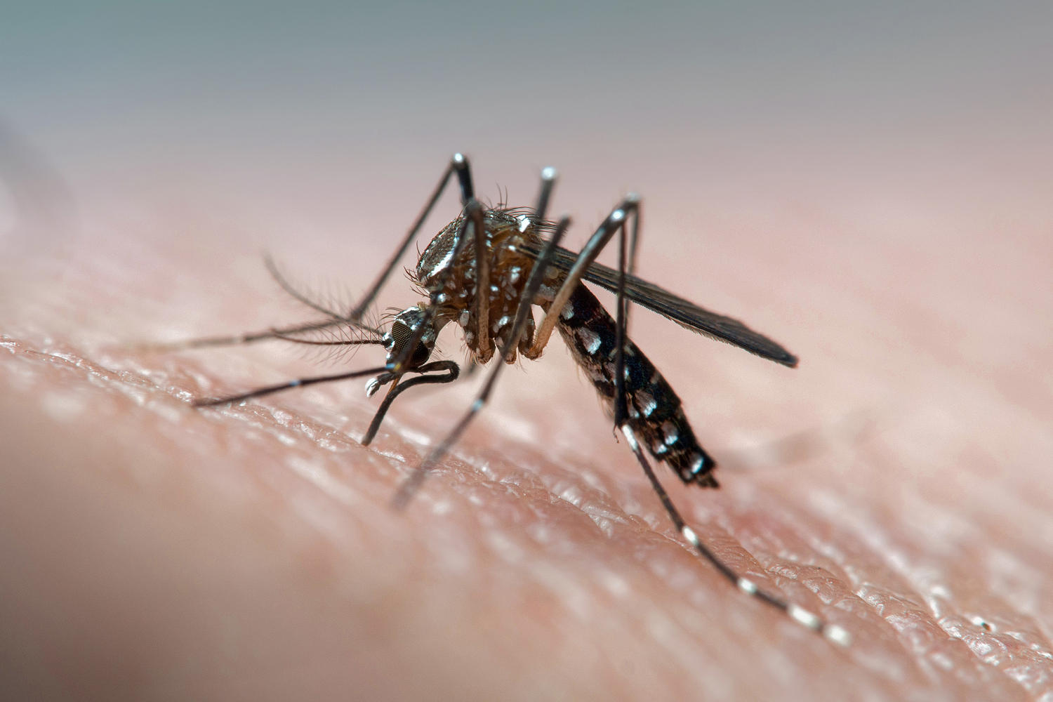 The bite is on: What to know about the viruses mosquitoes are spreading