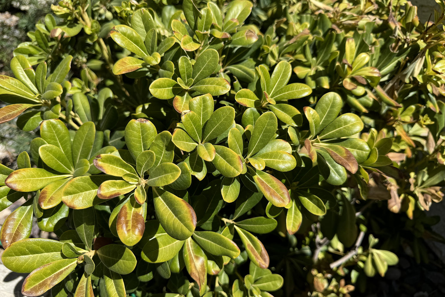 Even desert plants known for their resilience are burning and dying in the heat