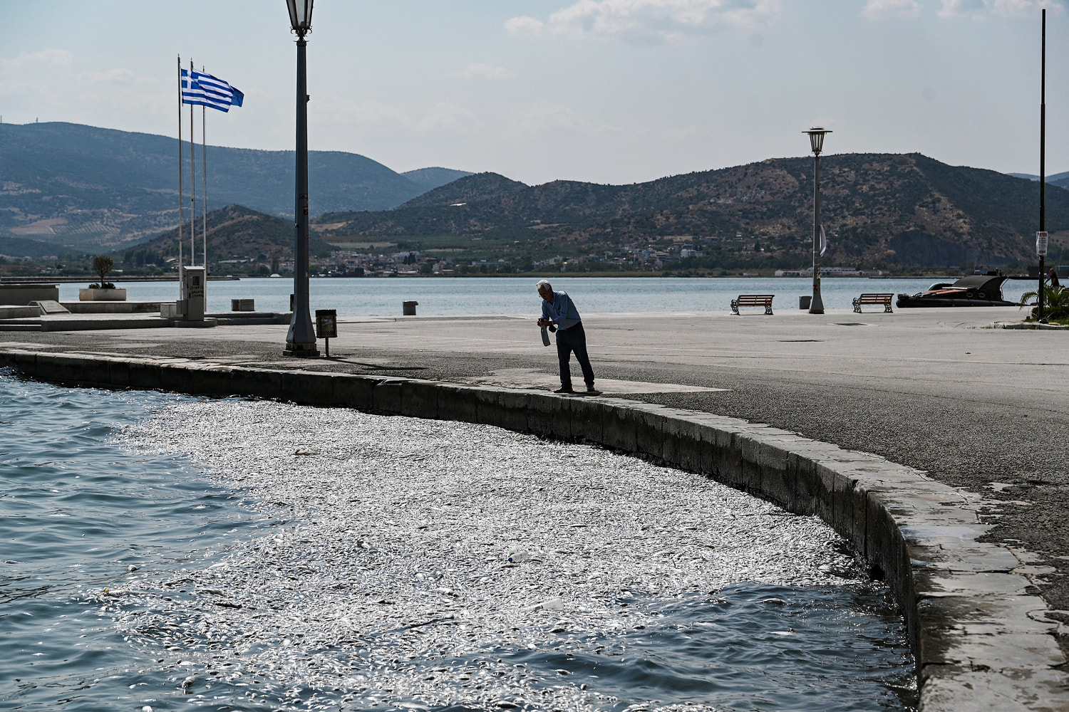 Sun, sea and a biblical stench: Thousands of dead fish plague tourist port