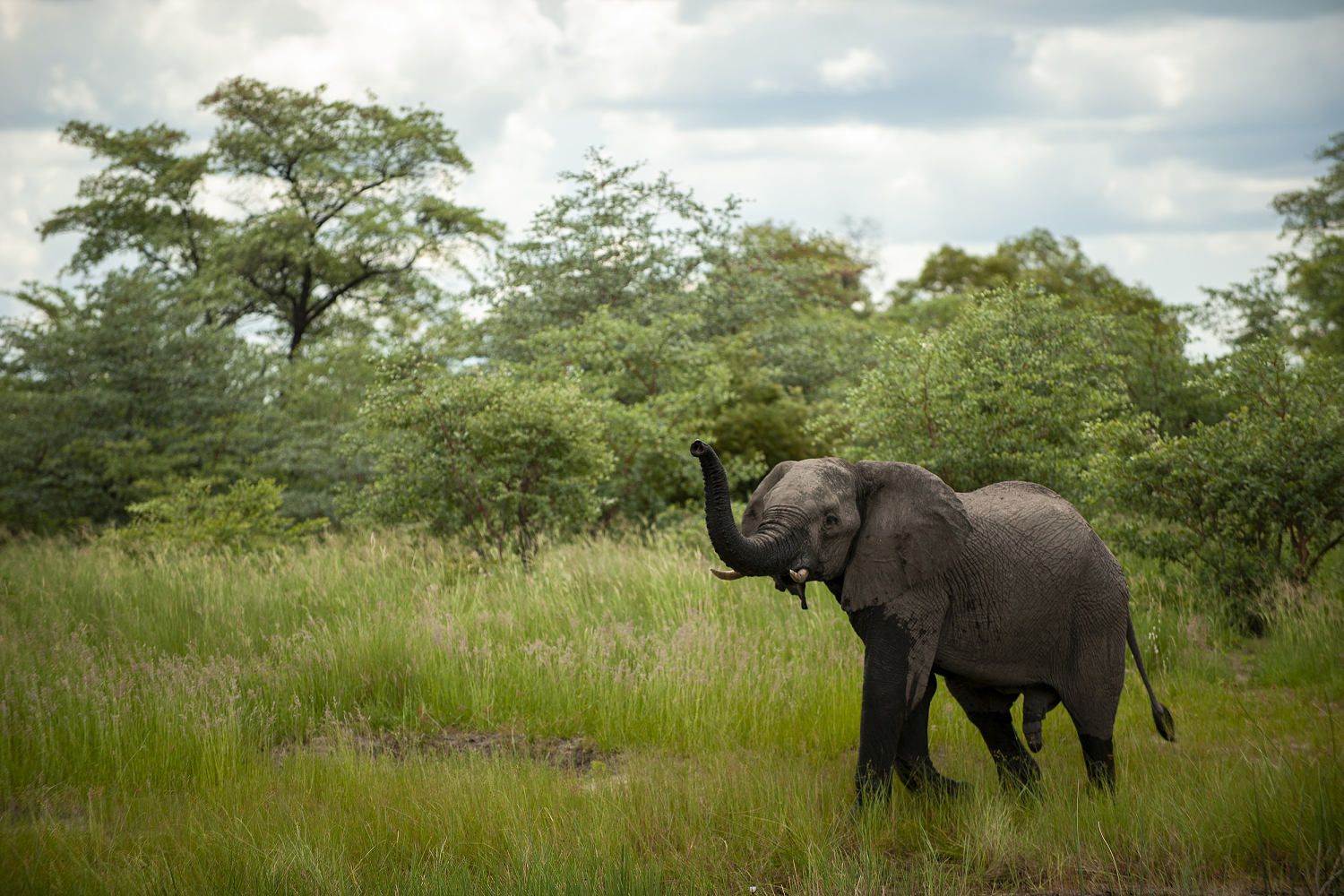 Namibia to cull 83 elephants and distribute meat to people affected by drought