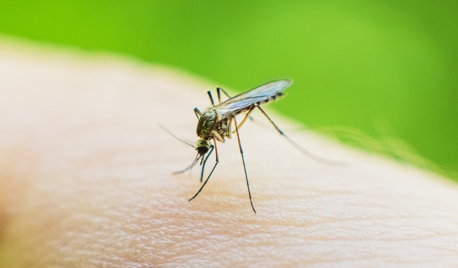 Rare, deadly virus spread by mosquitoes detected in Massachusetts: What are the symptoms?