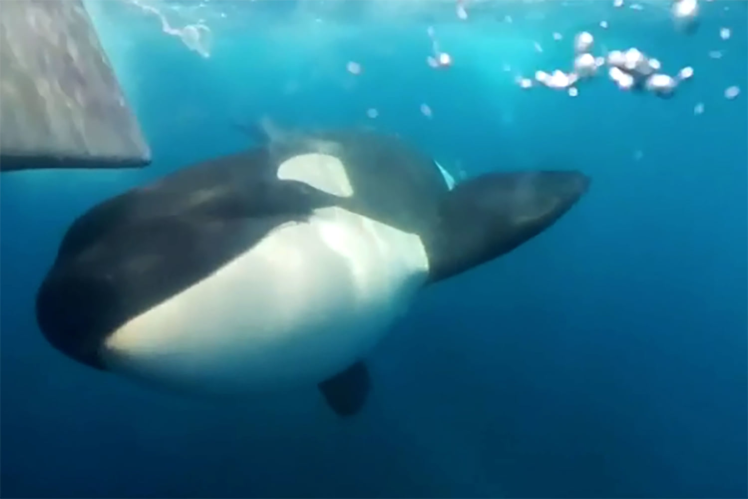 Why are killer whale attacks on the rise? These scientists set sail to find out