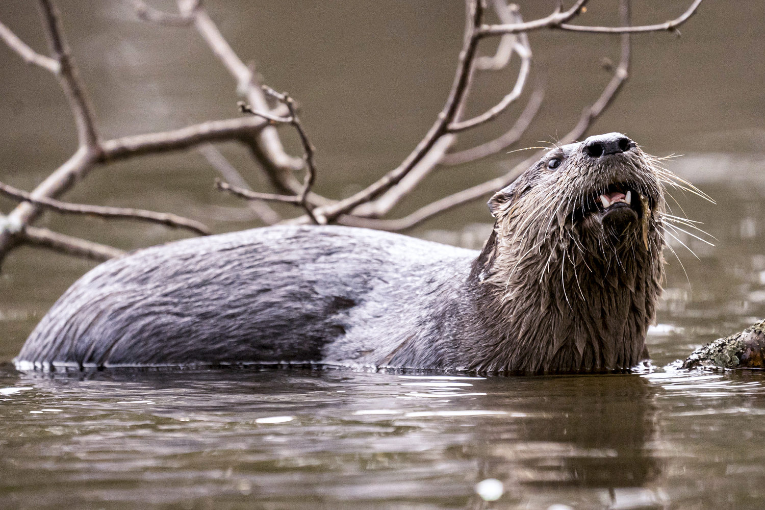 River otter captured after attacking and dragging child underwater at Washington marina