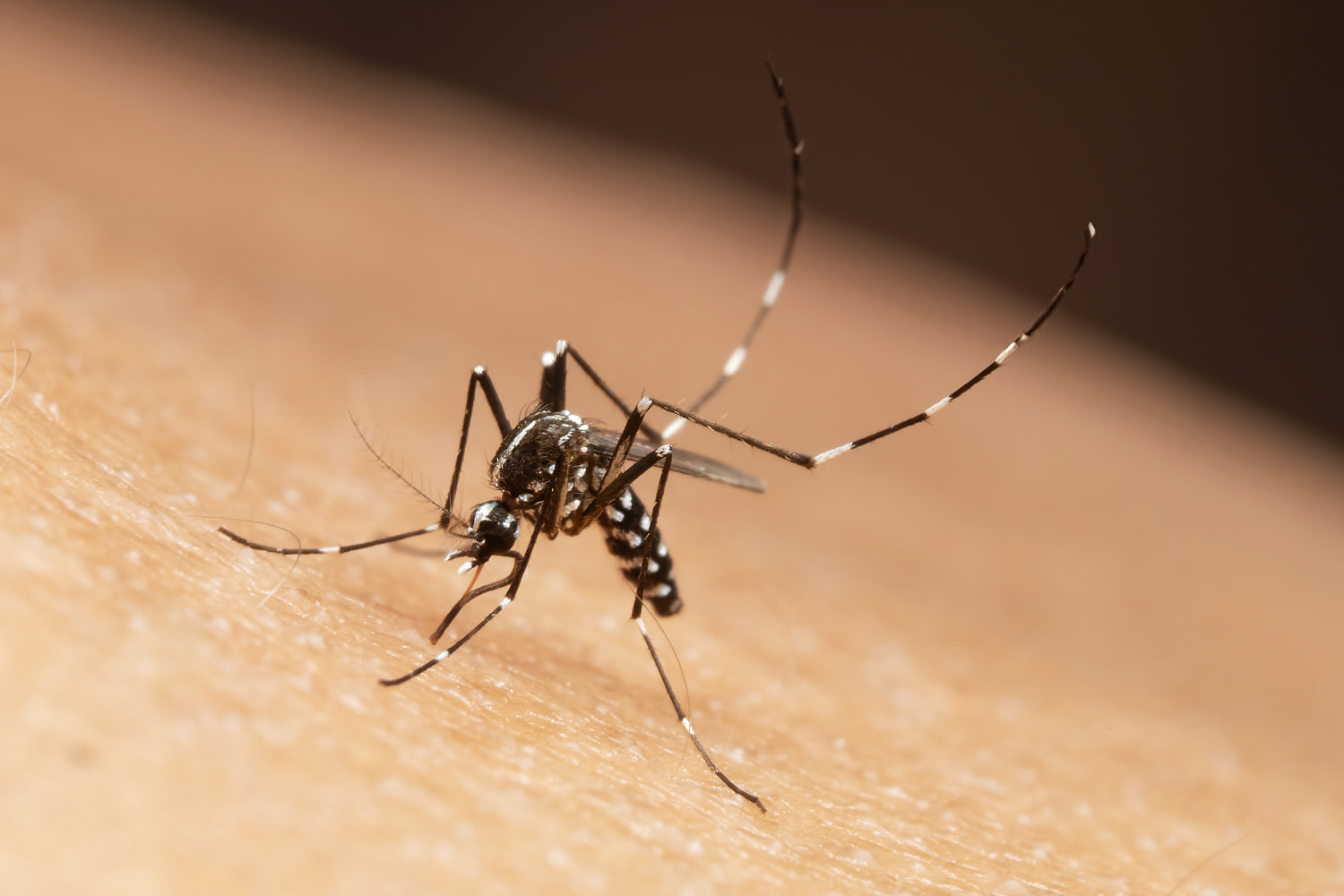 Fall is approaching, but mosquito season isn’t over