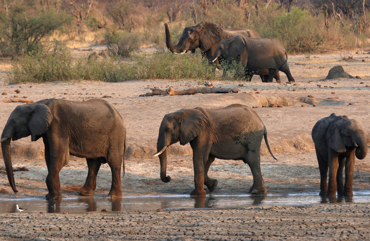 Zimbabwe to cull 200 elephants to feed people left hungry by drought