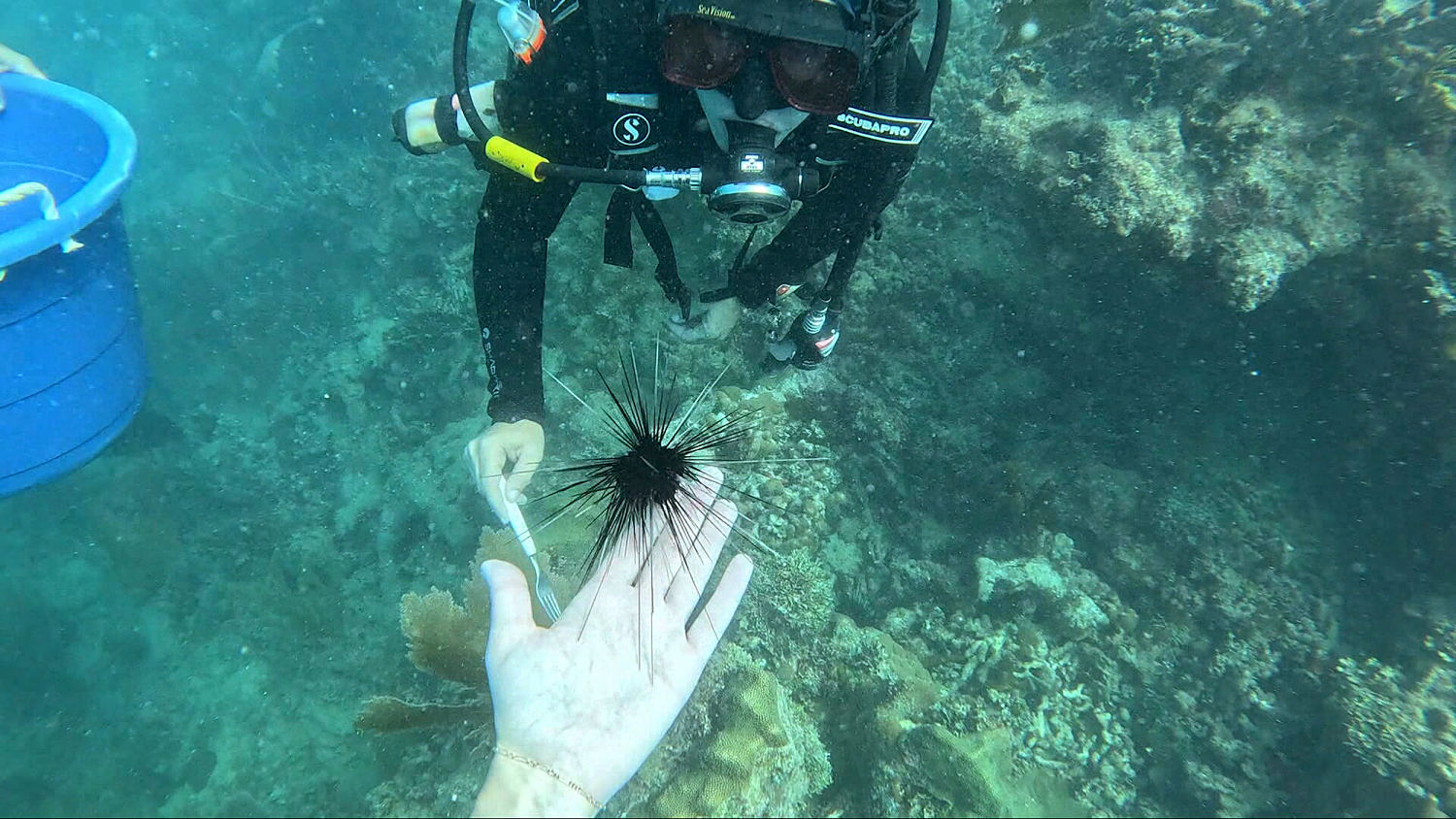 As coral reefs face unprecedented heat, scientists experiment with new ways to protect them