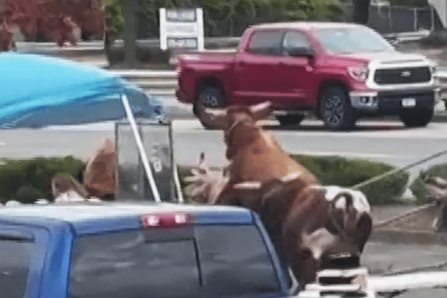 Bulls on the run: Herd escapes rodeo at mall in Massachusetts