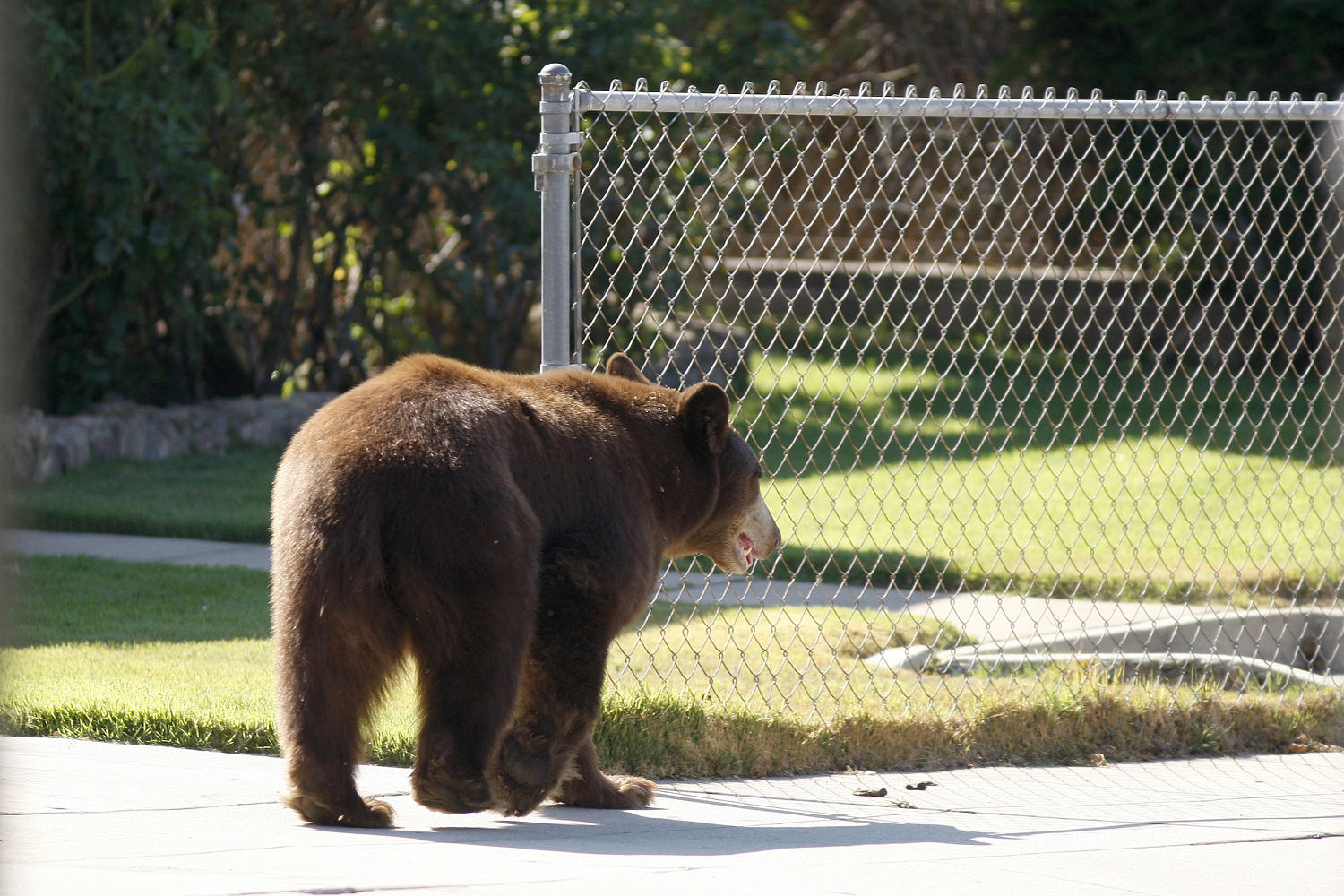 Bear makes himself at home under couple's Sierra Madre house