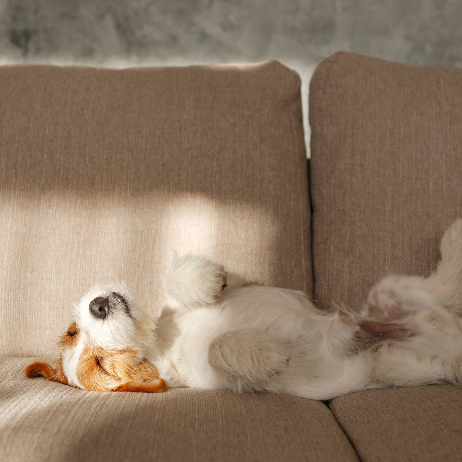 How to remove pet stains from carpet