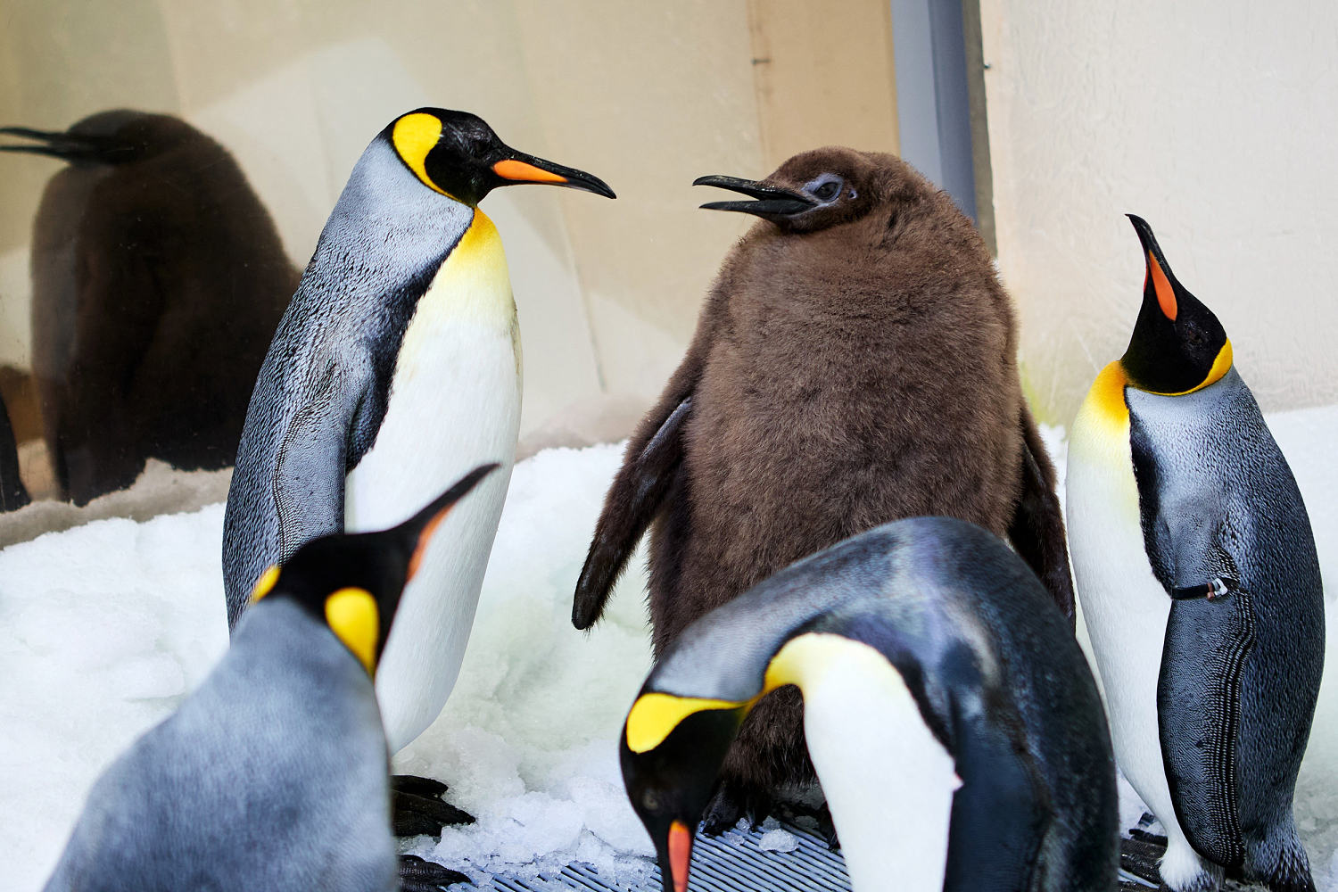 Pesto the chonky Australian penguin chick captivates Katy Perry and the internet