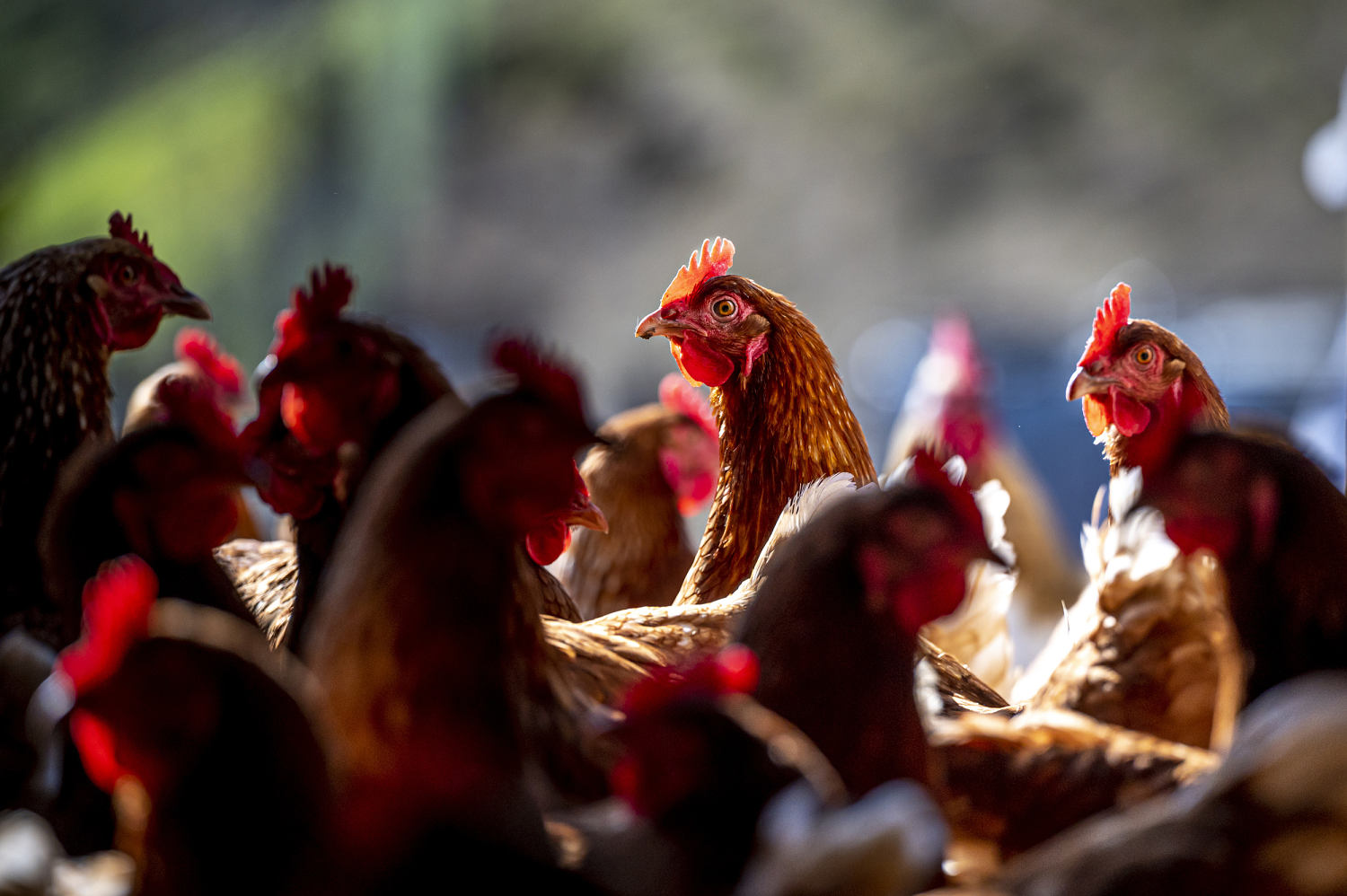 Is bird flu spreading in people? Without blood test results, officials can't say