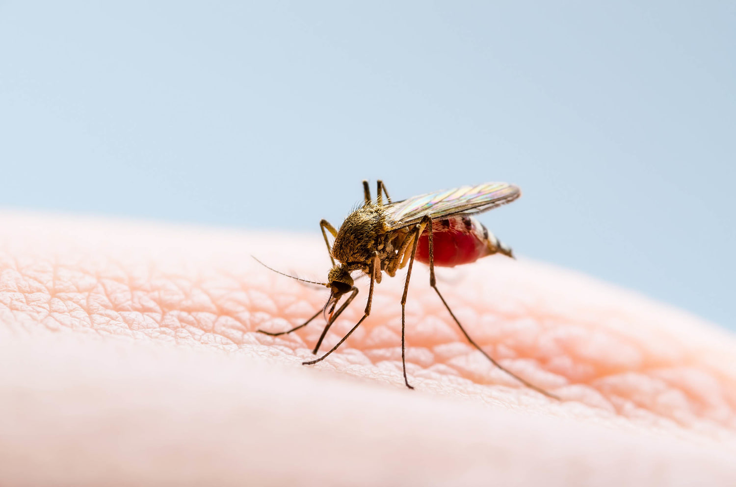 Another person has died in the US from EEE. When do mosquitoes go away?