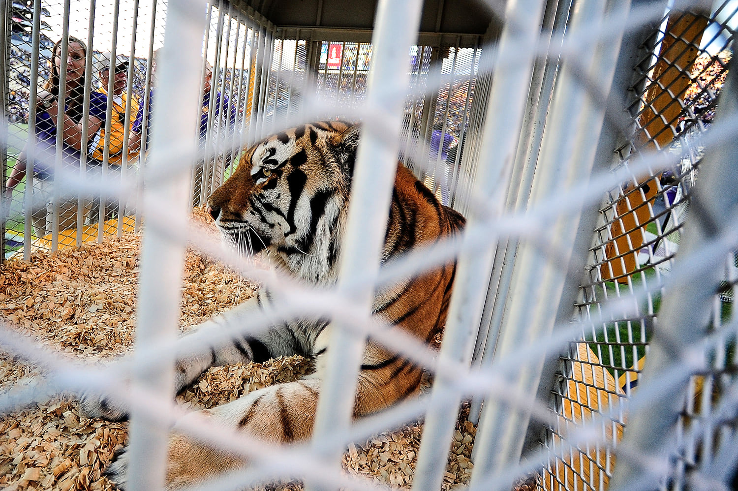 Louisiana governor wants live tiger back at LSU football games