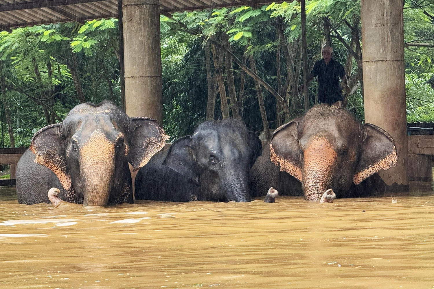 Severe flooding forces elephants to evacuate to safety