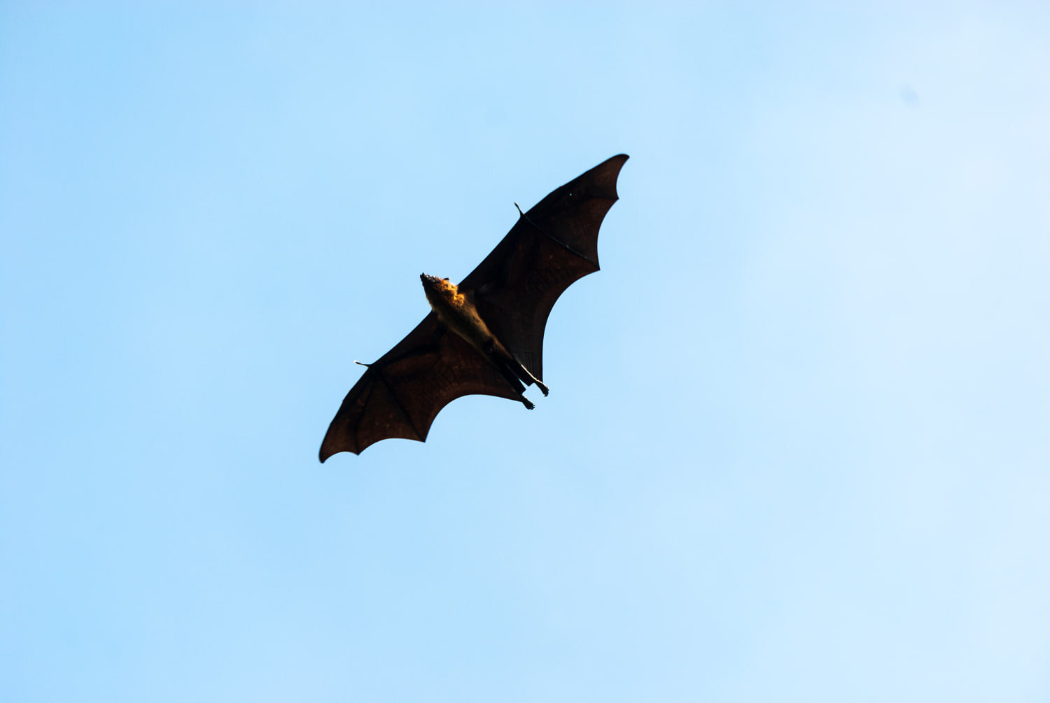 Chicago concertgoers may have been exposed to potentially rabid bats, health officials say